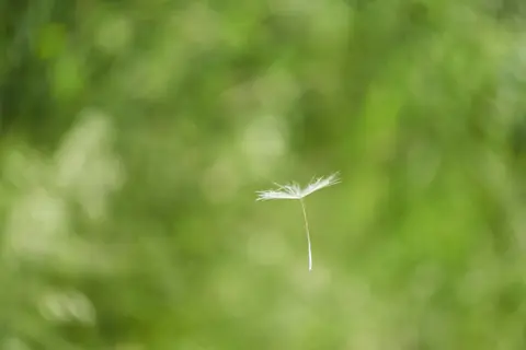 A single dandelion seed drifting against a soft green background