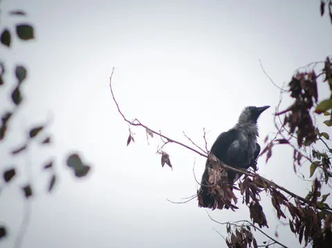A crow perched on a bare branch against a pale sky