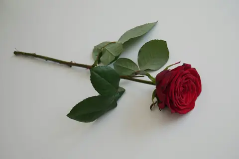 A single red rose lying on a pale grey surface