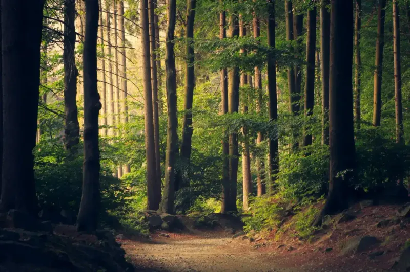 Sunlit dirt path winding through a quiet forest of tall trees