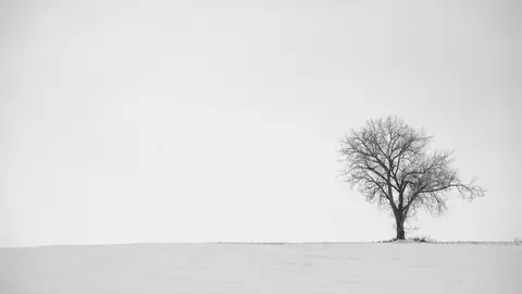 A lone bare tree in a snow-covered field