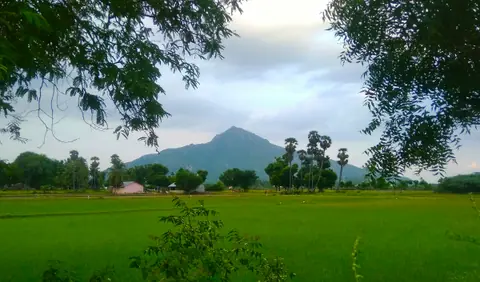 Arunachala hill rising beyond green paddy fields, framed by trees
