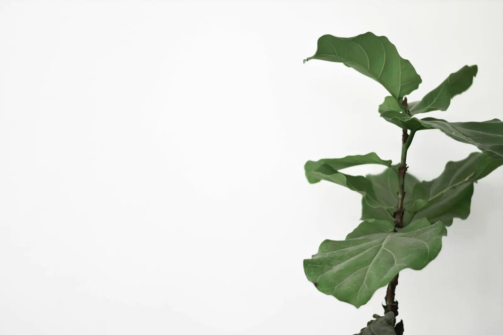 A young fig plant with broad green leaves against a white wall