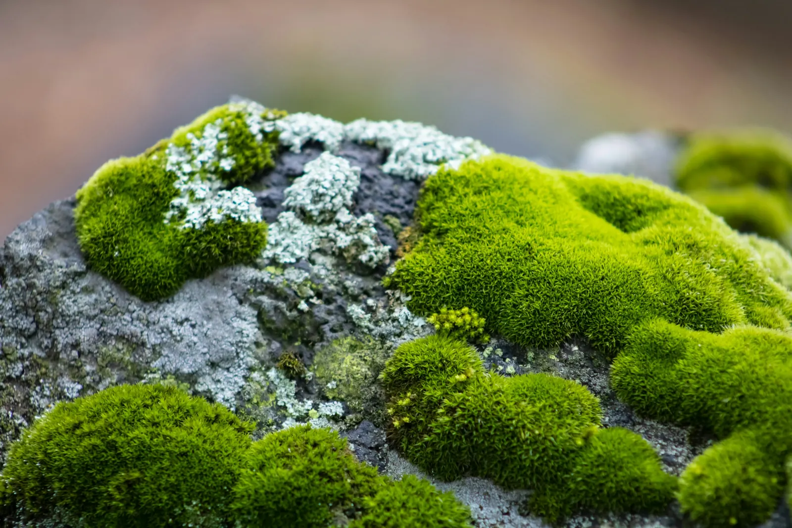Bright green moss growing over a grey stone